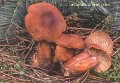 Lactarius britanicus-amf1122